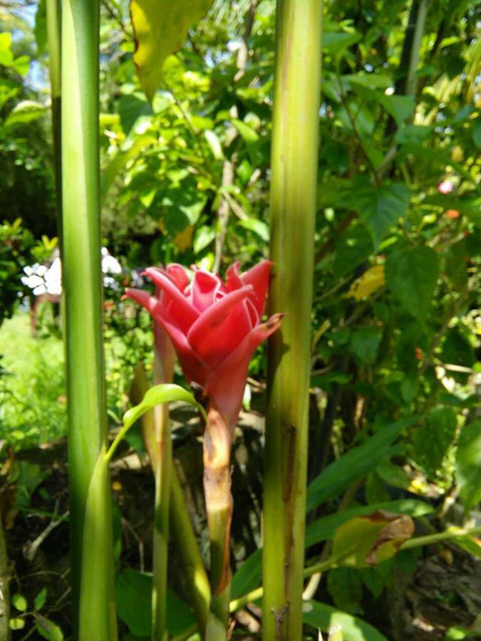 Windy Garden Bed & Breakfast Galle Exterior photo